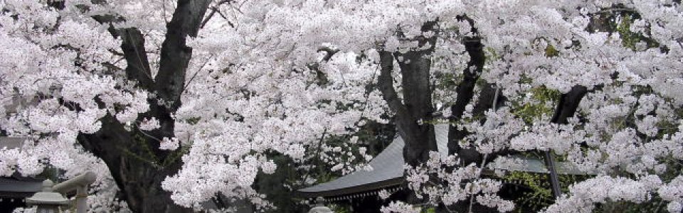 Sakura Sezonu